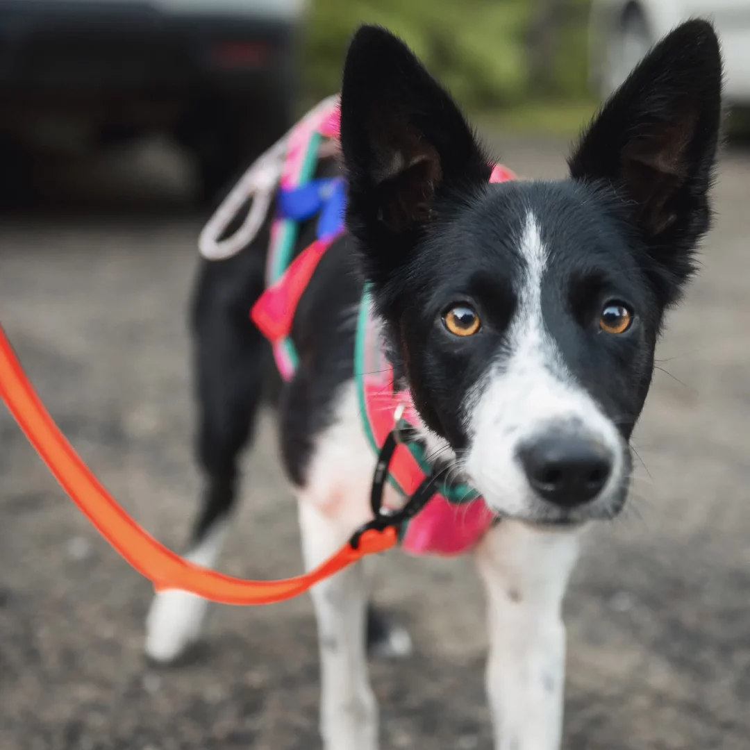 Nahak Laisse Pour Chiens