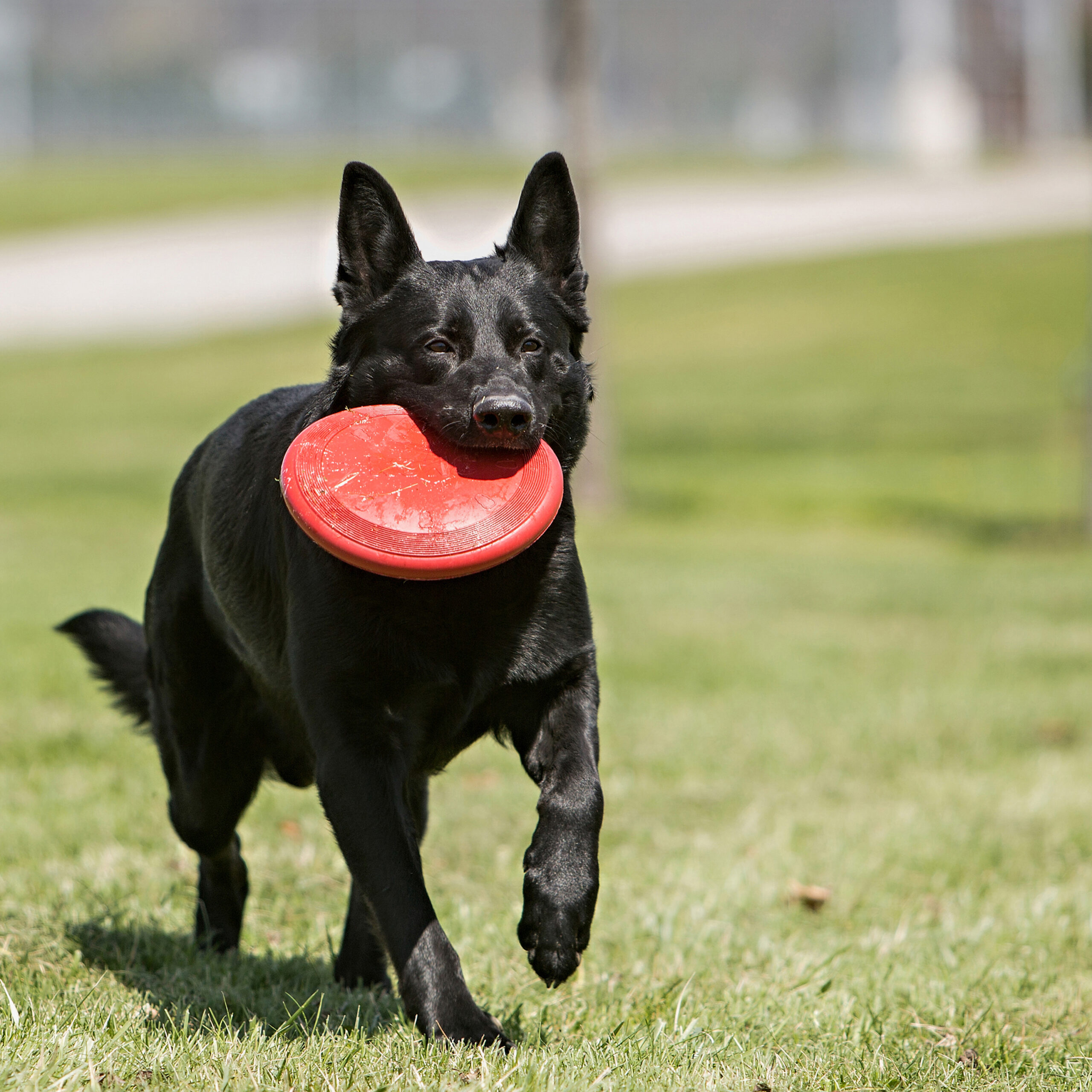 Frisbee Kong Classic Flyer